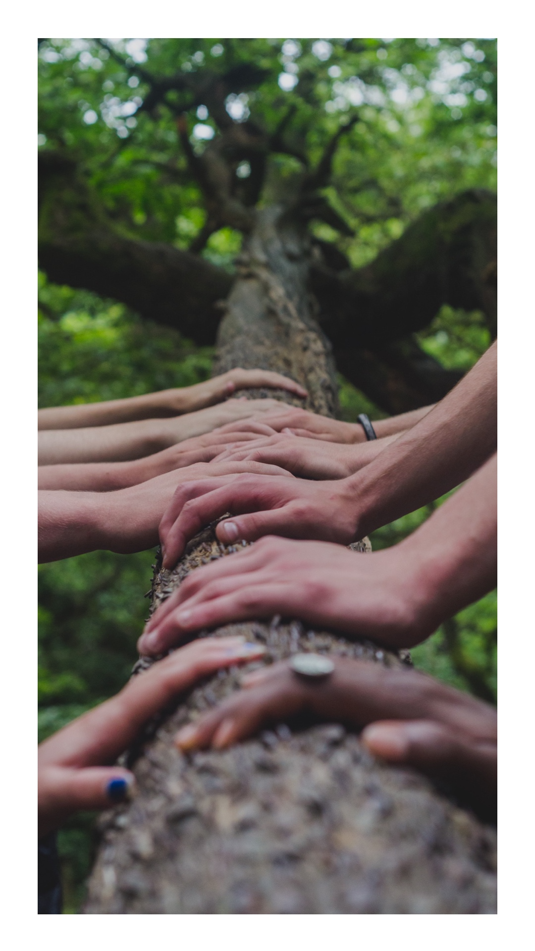 HANDS TREE HANDS TREE